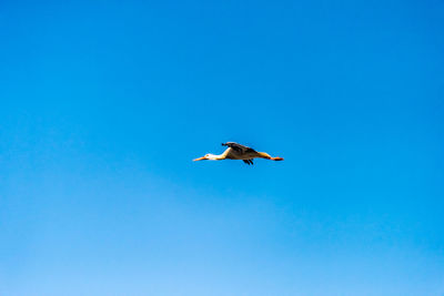 Low angle view of bird flying against clear blue sky during sunny day