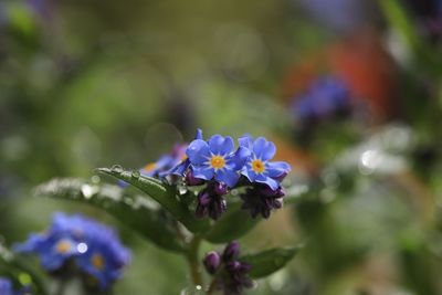 Close-up of purple flowering plant