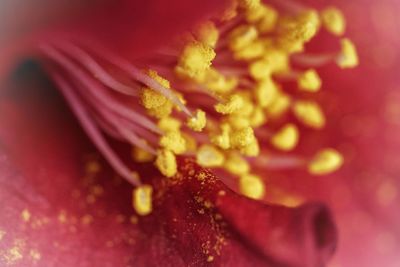 Close-up of yellow hibiscus blooming outdoors