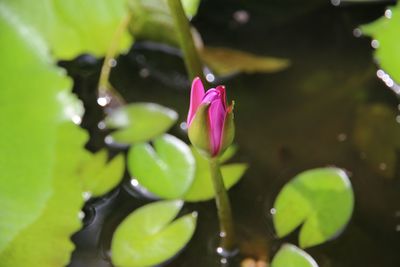 Close-up of pink water lily