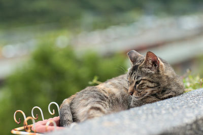 Close-up of cat resting outdoors