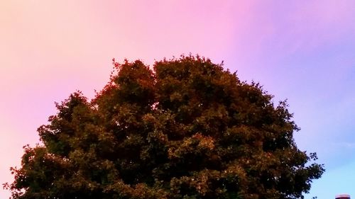 Low angle view of silhouette tree against sky during sunset