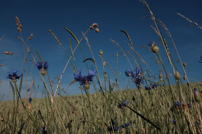 Plants growing on field against blue sky