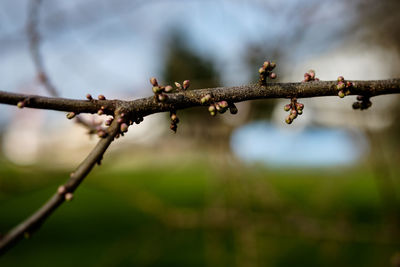 Low angle view of plant on branch against sky