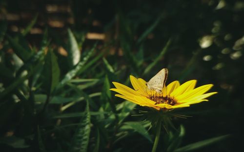 Close-up of yellow flower