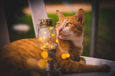 Close-up of a cat looking away