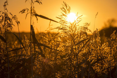 Close-up of plants against sunset sky