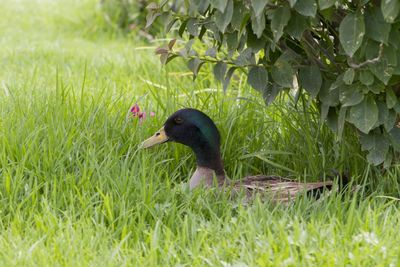 Side view of a duck on field