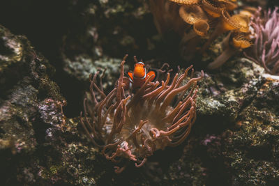 High angle view of clown fish by coral swimming in sea