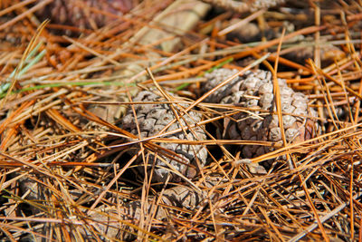 Close-up of dried pine cone on field