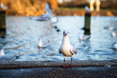 Seagull perching on a land