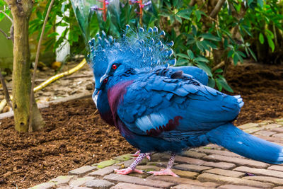 Close-up of parrot