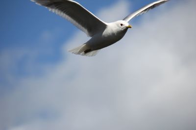 Low angle view of seagull flying against sky