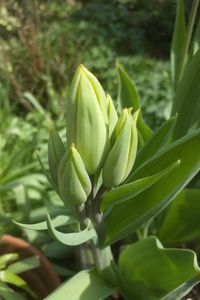 Close-up of flowering plant