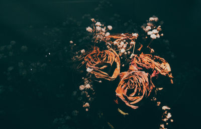 High angle view of dry roses