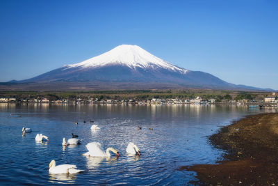 Flock of birds in lake against blue sky