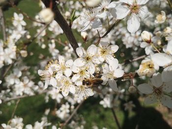 Close-up of white cherry blossoms in spring