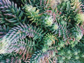 Full frame shot of plants