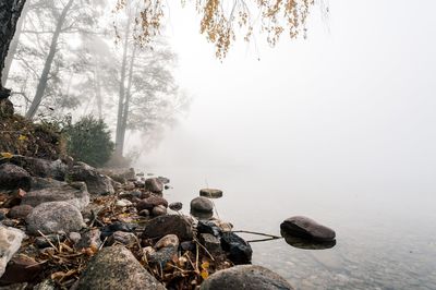Scenic view of rocks by trees during foggy weather