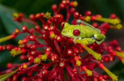 Close-up of green frog on red flowering plant