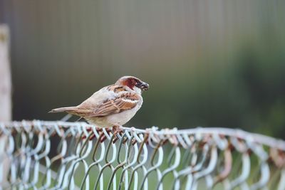 Close-up of bird perching on a fence