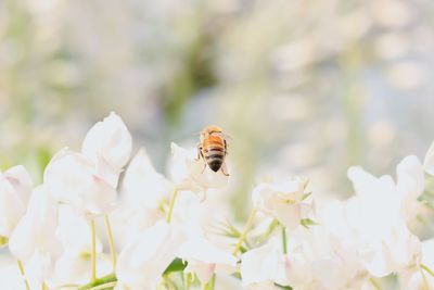 Close-up of bee pollinating on flower