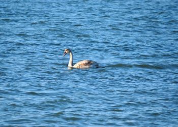 Ducks swimming in lake