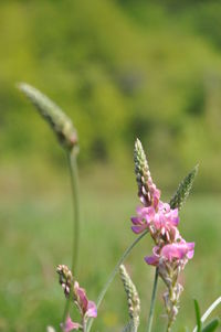 Close-up of insect on purple flower blooming in field