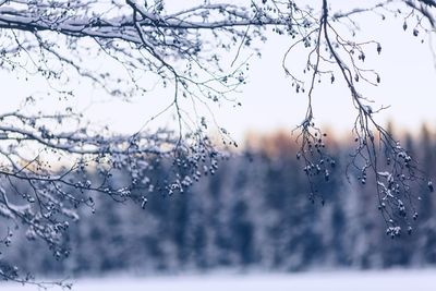 Close-up of wet tree during winter