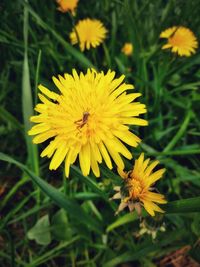 Close-up of insect on yellow flower