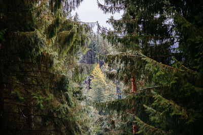 High angle view of trees growing in forest