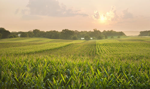 Scenic view of agricultural field against sky during sunset