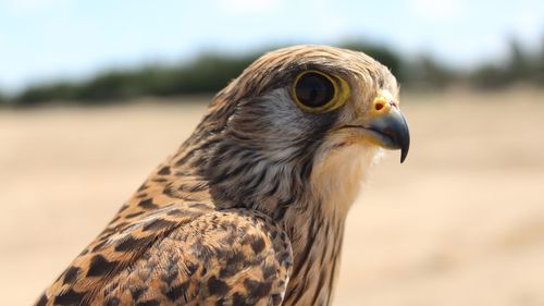 Close-up of kestrel