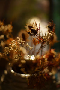 Close-up of wilted plant