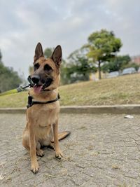 Dog running on road