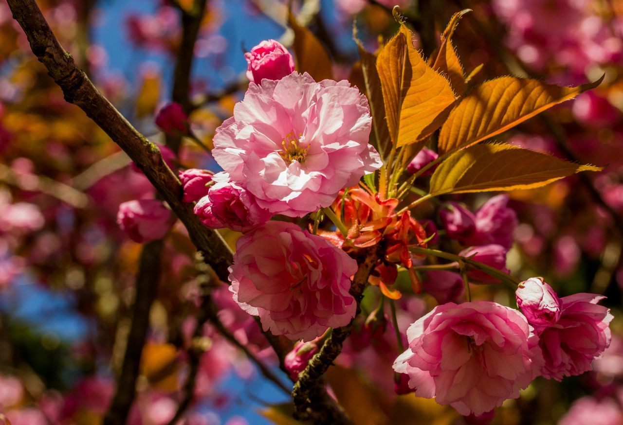 CLOSE-UP OF PINK FLOWERS BLOOMING OUTDOORS