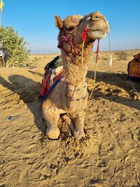 Close-up of tree trunk