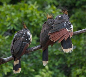 View of birds flying