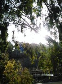 Low angle view of trees