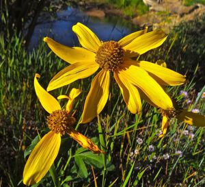 Close-up of yellow flower