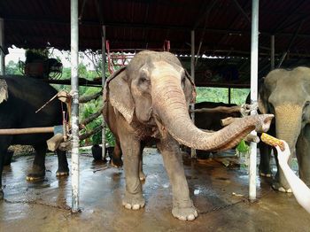 Close-up of elephant in water