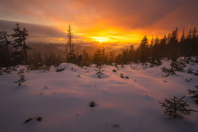 Scenic view of snow covered plants against orange sky
