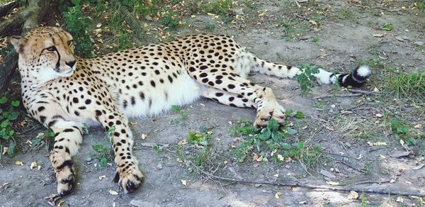 High angle view of a cat on field