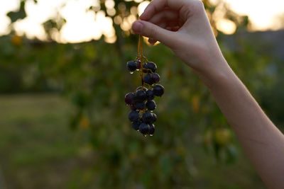 Midsection of person holding fruits