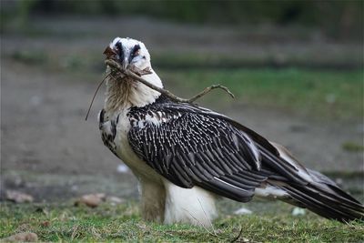 Bird carrying twig in beak on grassy field