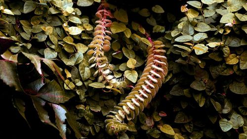 Full frame shot of leaves