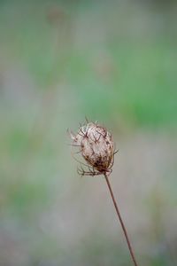 Close-up of wilted flower