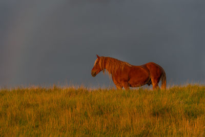 Horse after the storm in the michigan countryside - michigan - usa