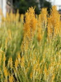 Close-up of yellow flowering plant on field