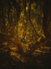 Trees in forest